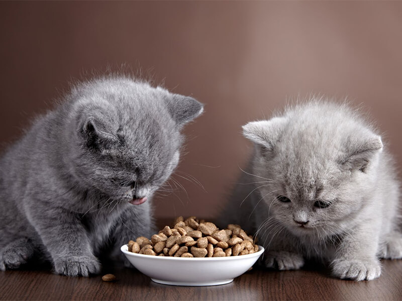 каким кормом кормить кошку советы ветеринаров