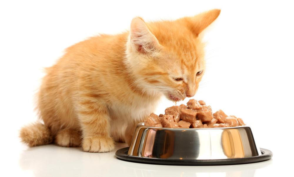 какие сухие корма для кошек рекомендуют ветеринары