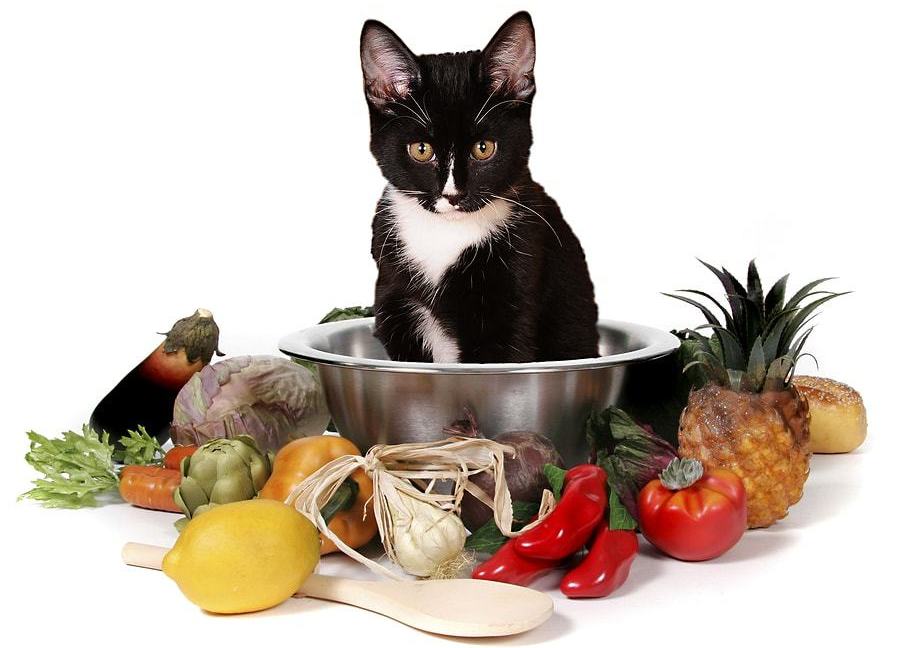 какие влажные корма для кошек рекомендуют ветеринары