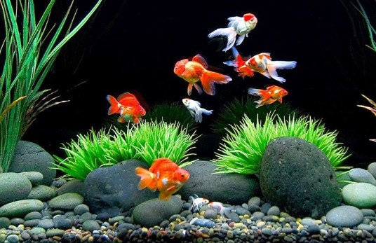 How Often Should You Feed Goldfish?