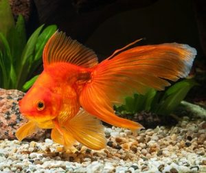 How Often to Feed Goldfish? How Much? Why is my Goldfish not Eating?