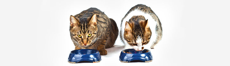 Сколько кормить кота сухим кормом в день?