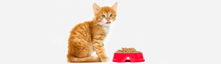 Котёнок не ест сухой корм — как приучить