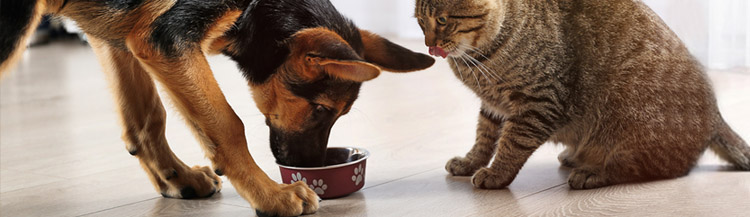 Можно ли собаке кошачий сухой корм