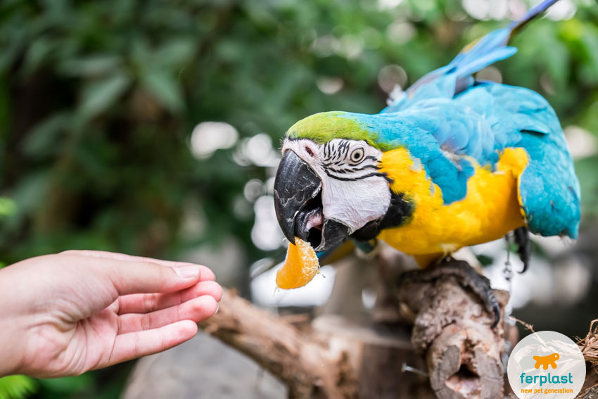 ara parrot eats a piece of orange