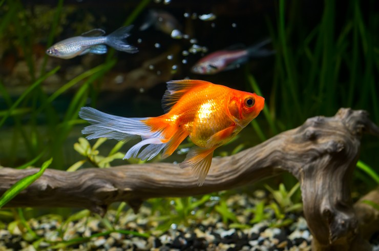 Золотая рыбка в аквариуме с данио 