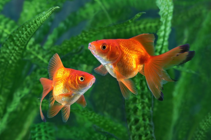 Золотые  рыбки неприхотливы к параметрам воды