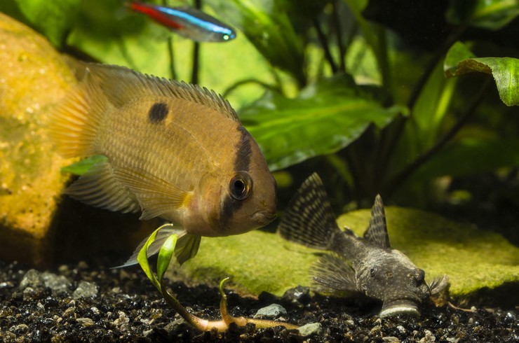 Анциструсы хорошо уживаются со многими видами рыб