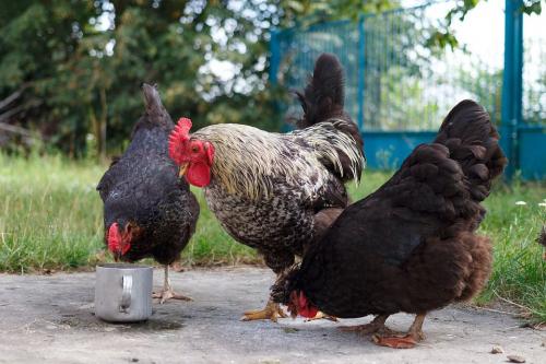 Кормление кур-несушек в домашних условиях норма летом. Чем кормить кур?
