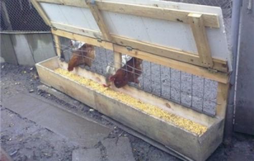 Суточная норма комбикорма для кур-несушек. Сколько корма нужно курице несушке в день, нормы употребления?