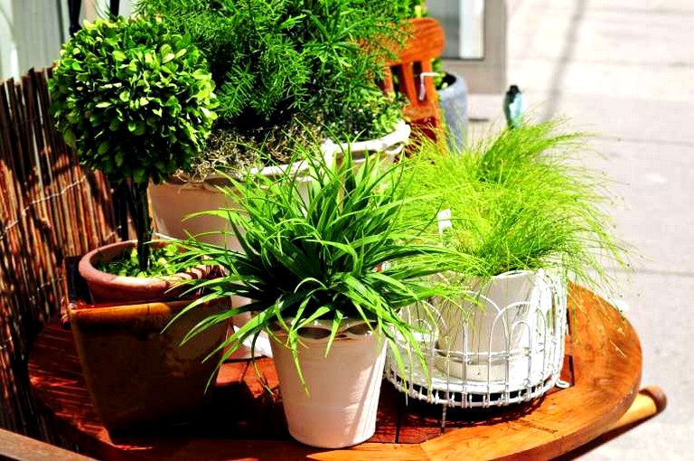 Практическая польза домашних растений