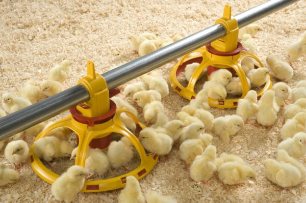 Система фазового кормления цыплят-бройлеров