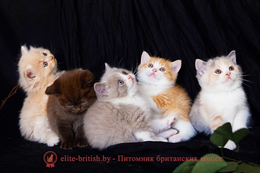 корм для британских кошек, корм для британских котят, лучший корм для британских кошек, корм для котят британцев, корм для кошек британцев, какой корм лучше для британских котят, какой корм лучше для котят британцев, сухой корм для британских кошек, корм для британских кошек роял канин, лучший корм для британских котят, сухой корм для британских котят, корм для британских кошек премиум класса, корм для британских котят премиум класса, какой корм лучше для британских кошек, корм роял канин для британских котят, корм для британских котов, корм для кошек британской породы, какой корм лучше для кошек британской породы, корм для кота британца, корм для кастрированных британских котов, сухой корм роял канин для британских кошек, какой корм лучше для британских котов, корм роял канин для британских короткошерстных кошек, корм для британских длинношерстных кошек, корм для британских кошек отзывы ветеринаров, лучший корм для британских кастрированных котов, какой корм подходит для британской кошки, корм для британских короткошерстных кошек, корм роял канин для британской короткошерстной, корм роял канин для котят британцев, лучший корм для британских котов, самый лучший корм для британских кошек, хороший сухой корм для британских кошек, премиум корма для британских кошек, сухой корм для кошек британской породы, какой корм лучше для кота британца