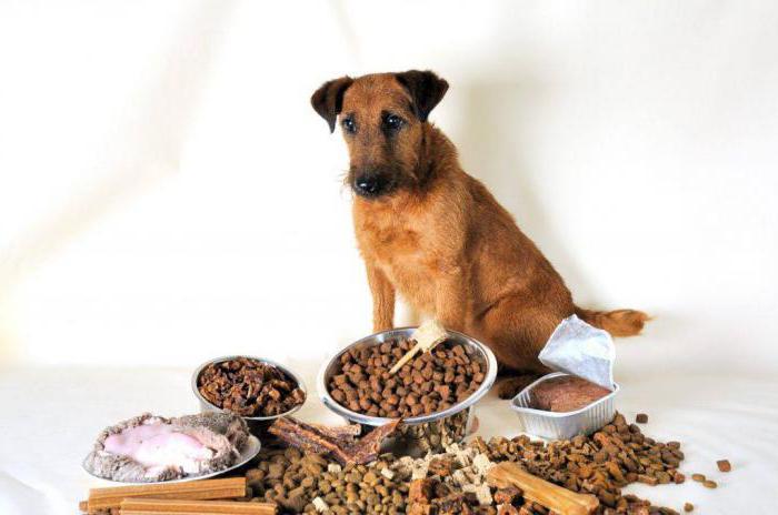  хороший сухой корм для собак отзывы ветеринаров 