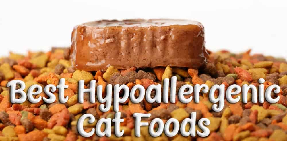 Best Hypoallergenic Cat Foods