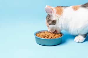 image of a feline eating from her bowl