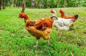 image of free range chickens grown organically