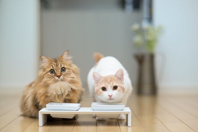 кот и кошка пьет молоко