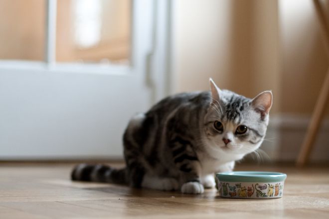 кот и миска с едой
