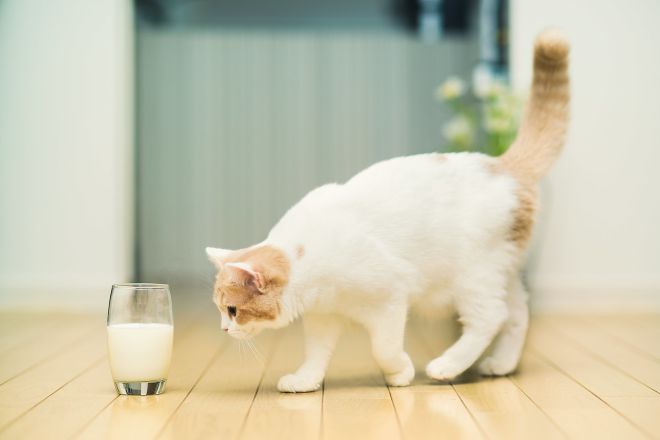 кошка и стакан молока