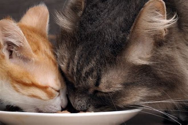 кошка и котенок ест