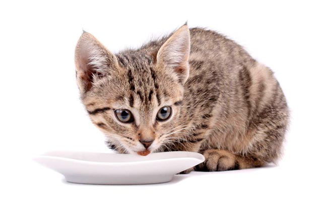 Чем кормить котенка в 3-4 месяца