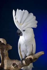 Photo of White Umbrella Cockatoo