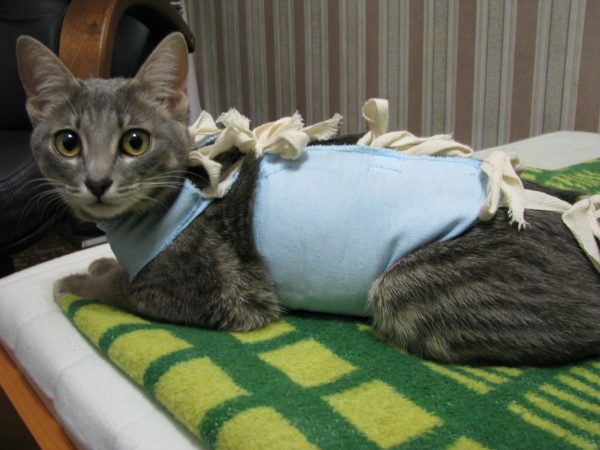 Кошка в попоне после стерилизации