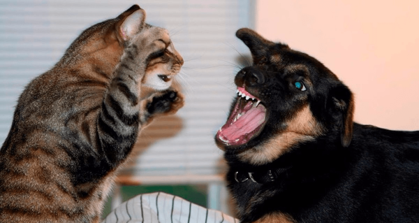 Кошка дерётся с собакой