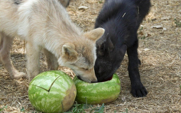 Волки едят арбуз