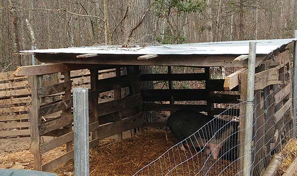 Pallet Pig shelter
