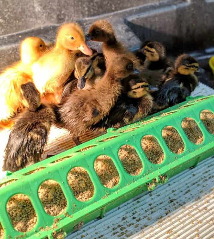 What to feed ducklings