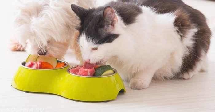 Коты едят овощи и мясо