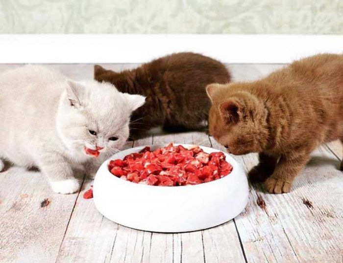 Котята едят сырое мясо