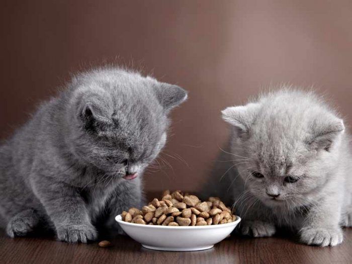 Приучение котенка к сухому корму