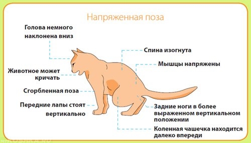 Признаки мочекаменной болезни у кота из-за сухого корма
