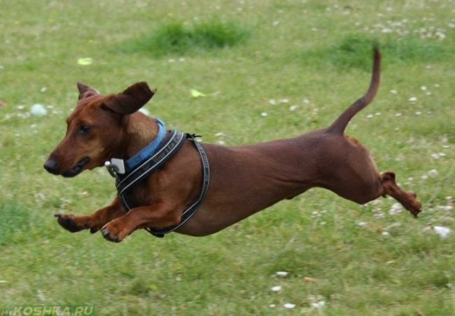 Активная собака бегущая по траве