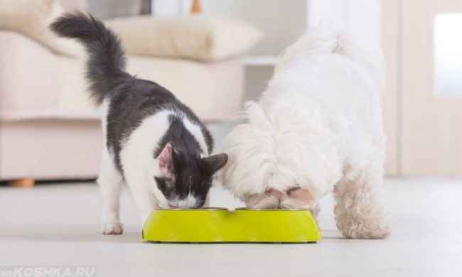 Кошка и собака поедающие пищу из миски