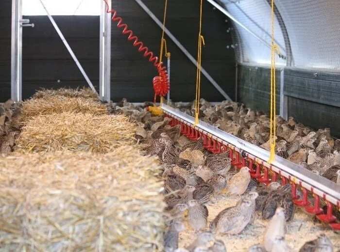 quail farming business