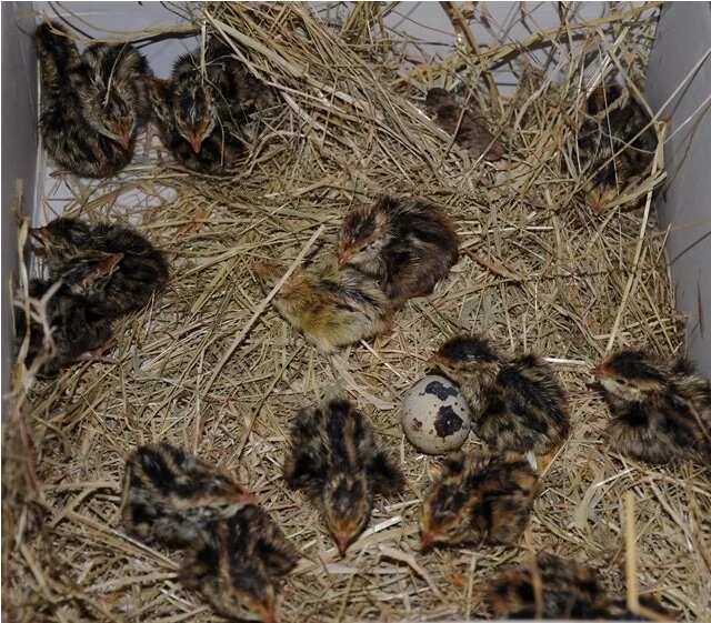 quail babies