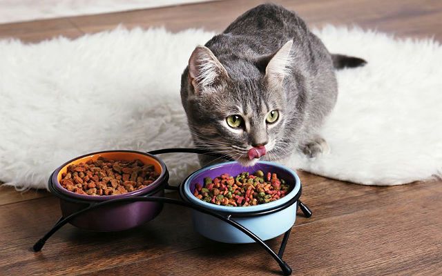 Кошка кушает сухой корм