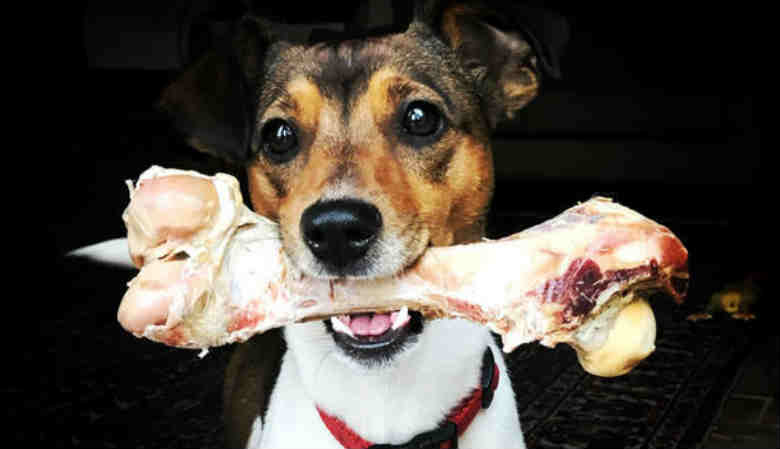 собака держит в зубах кость