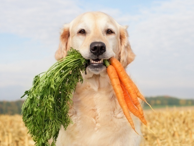собака с морковкой