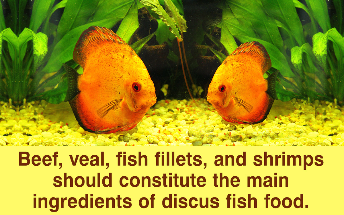 Discus Fish Food Recipe