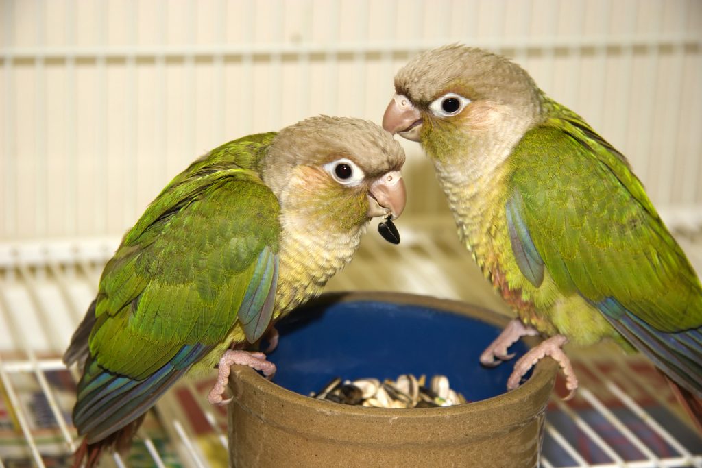 Почему волнистый попугай отрыгивает пищу