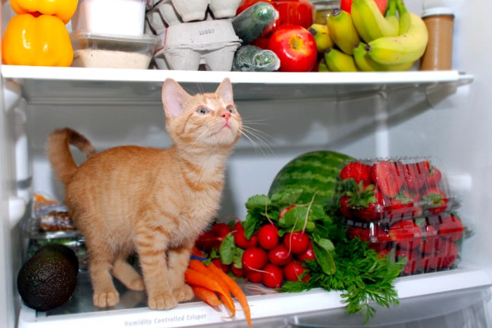Котенок сидит в холодильнике с фруктами и овощами
