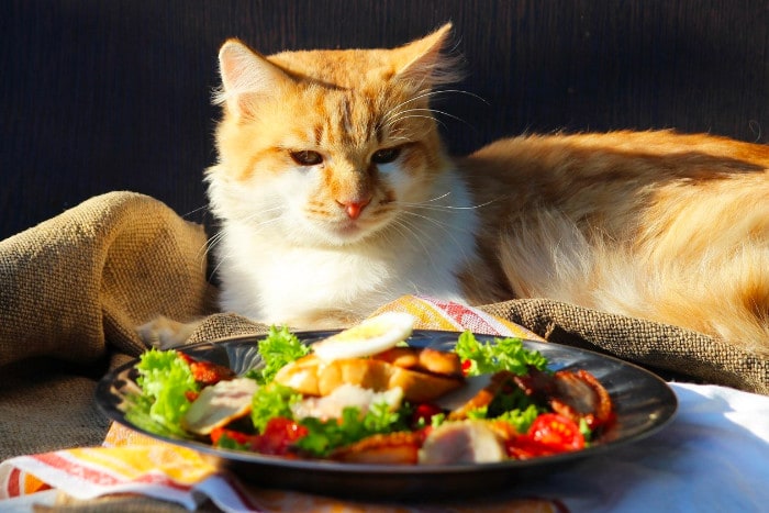 Недовольный кот смотрит на тарелку