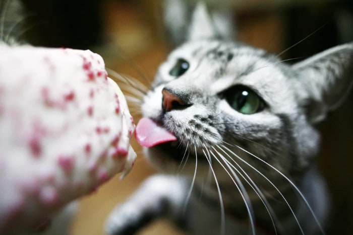 Кошка ест мороженое