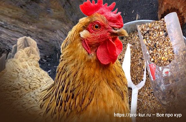 Комбикорм для кур несушек, бройлеров и цыплят покупной и своими руками. 