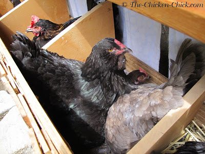 Certain accommodations must be made in order to maximize the potential for a successful hatch in the chicken coop nest boxes.